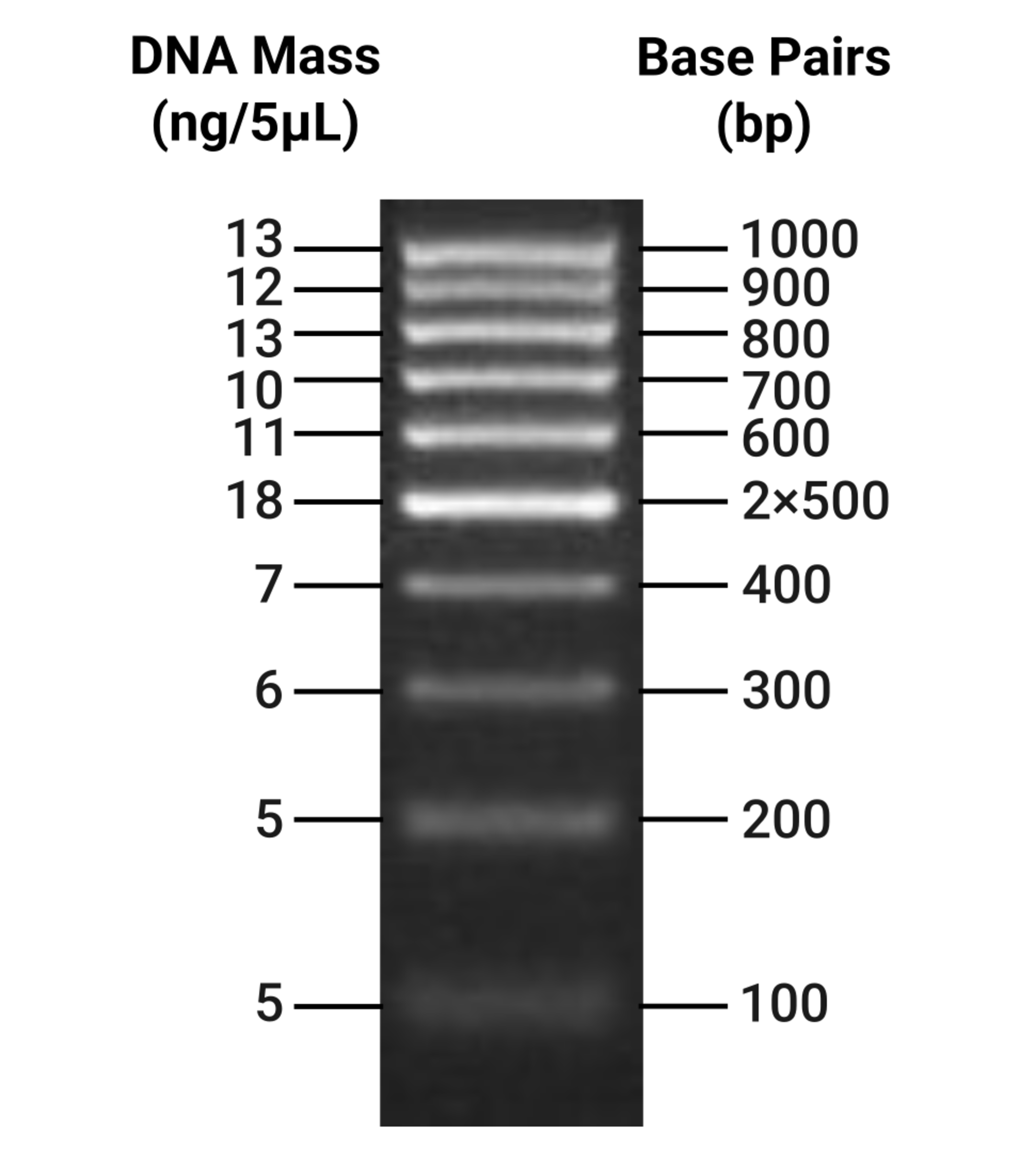 Probing Ladder 100 bp DNA Ladder