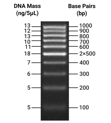 Маркер длин ДНК 100 bp DNA Ladder (x1184) в 2% ТАЕ-агарозном геле с бромистым этидием (на дорожку нанесено 100 нг маркера)