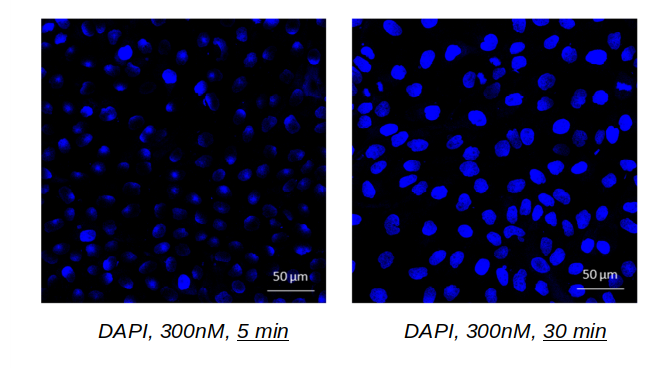 Staining Cells With Lumiprobe s DAPI Dye Staining Cells With Lumiprobe s DAPI Dye