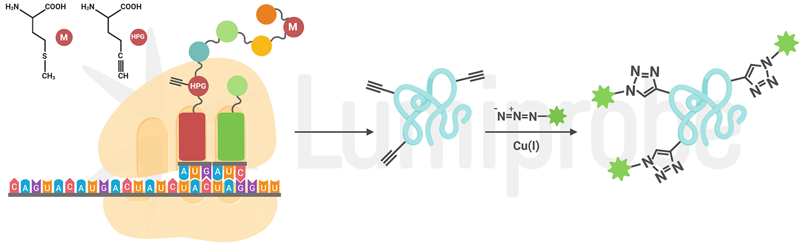 Products for cell metabolic labeling