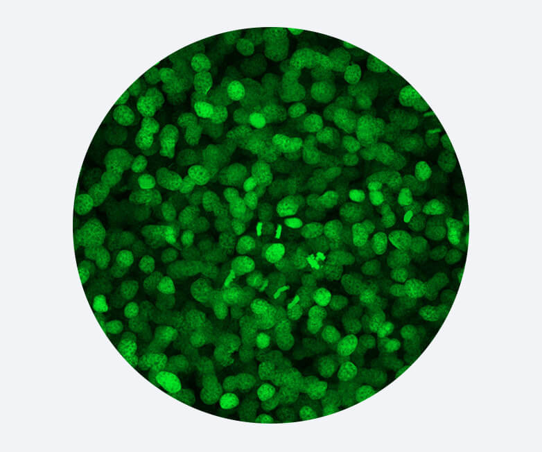 LUTOX® Green Ready Stain