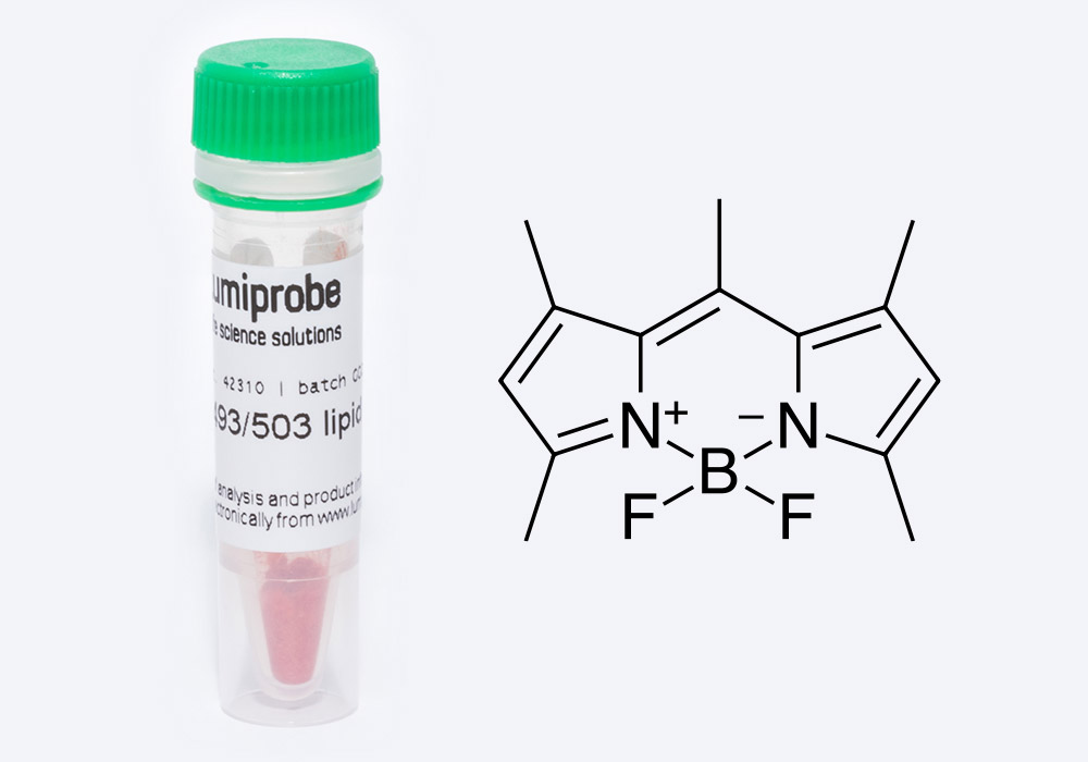 BDP 493/503 lipid stain for lipid droplets labeling