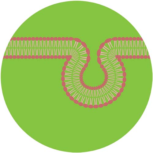 MemBlaze® — новые флуоресцентные красители для окрашивания клеточных мембран