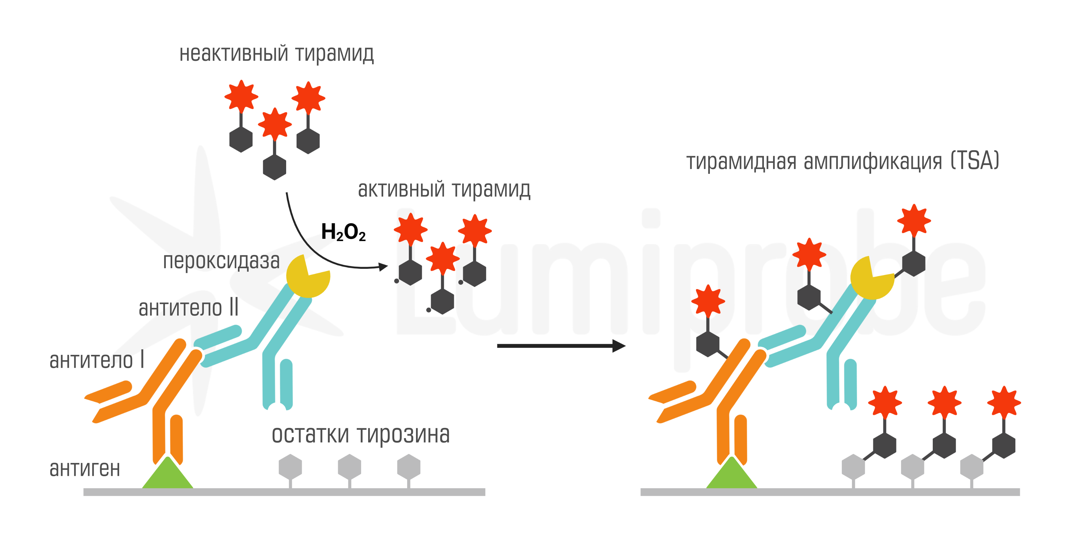 Схема тирамидной амплификации сигнала (TSA)