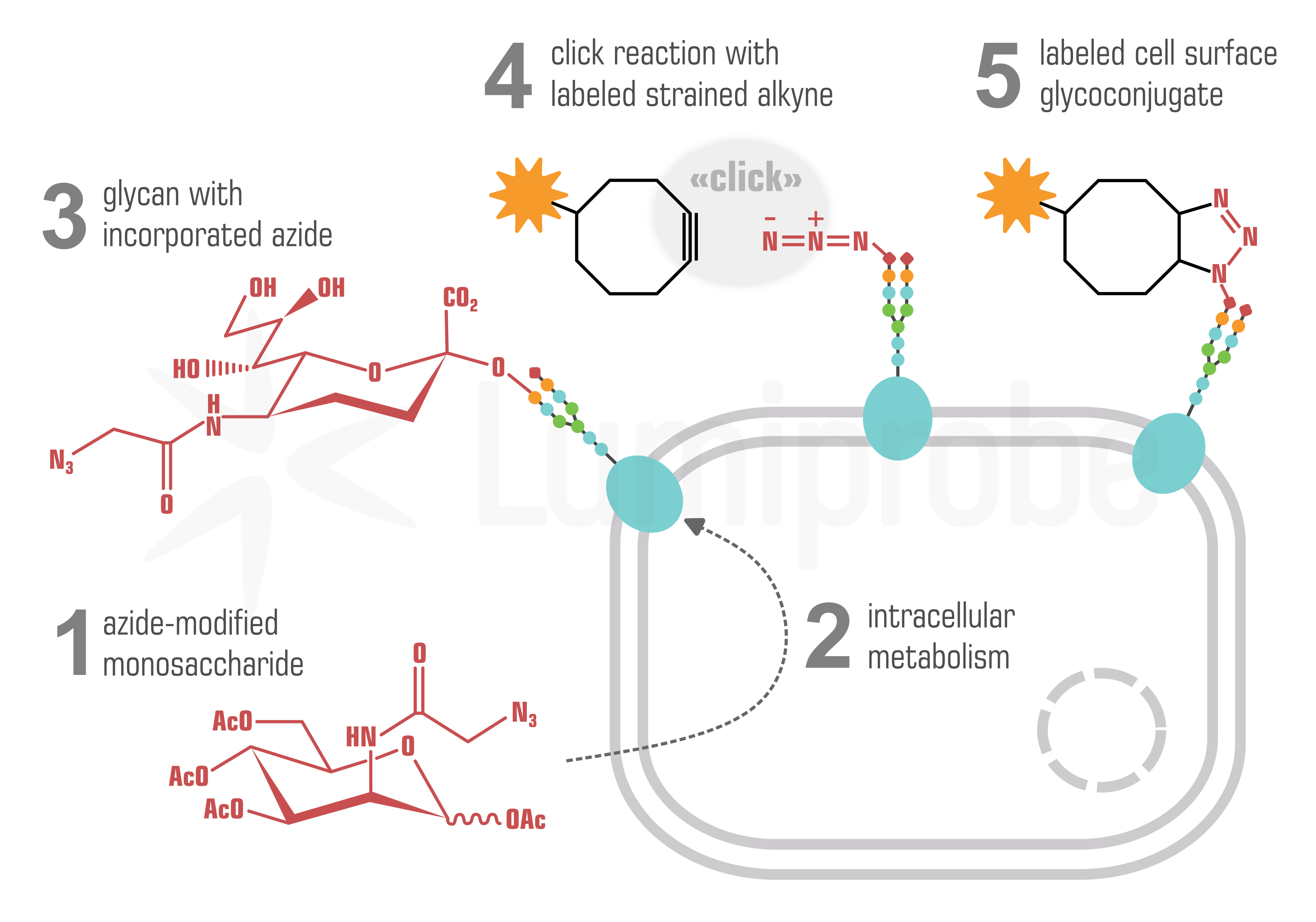Studying glycoproteins and post-translational protein modification through metabolic labeling