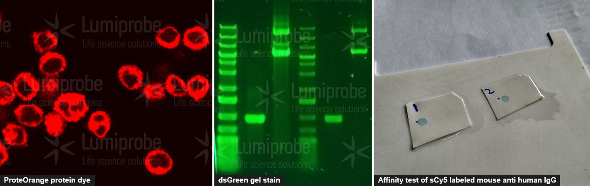 ProteOrange protein dye, dsGreen gel stain, Affinity test of sCy5 labeled mouse anti human IgG